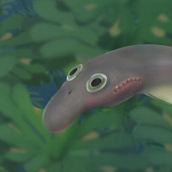 An artist's rendering of a yolk-sac-carrying hatchling of the stem lamprey Priscomyzon riniensis. 