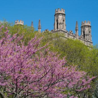 A tree flowers on the University of Chicago campus, with the roof of a building visible in the background