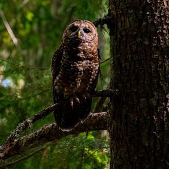 A northern spotted owl sits on a tree branch in a forest