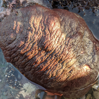 The gumboot chiton (Cryptochiton stelleri), also known as the "wandering meatloaf"