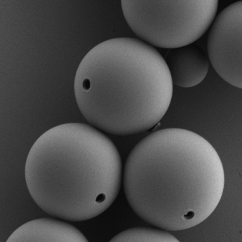 Electron scanning microscope image of several round objects each with a tiny hole