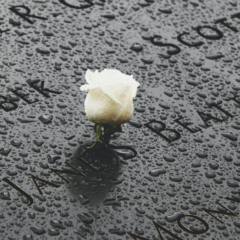 Close up of a flower in the rain at the 9/11 Memorial in New York City