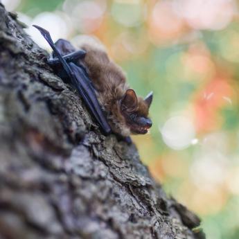 Bat resting on tree bark
