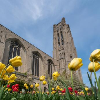 An exterior shot of Rockefeller Chapel, looking up from the ground with yellow tulips in the foreground