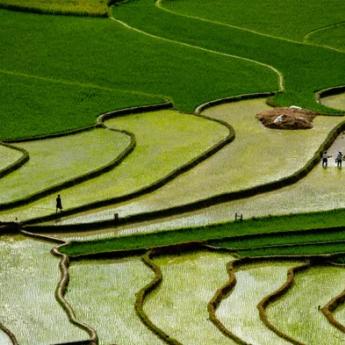 Workers in a Vietnamese paddy field from above