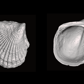 Two black and white 3D images of clams, one very scalloped, one smooth
