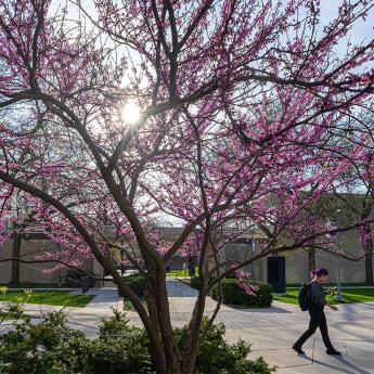 A student walks past a bright colored tree