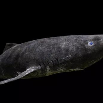 A greenland shark swims, gray against the dark water, with its blue eye pointed toward the camera