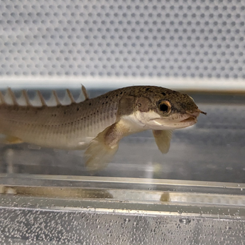 Polypterus sits on the treadmill in the flow tank 