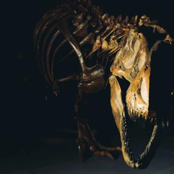 A T-Rex fossil roars against a black background