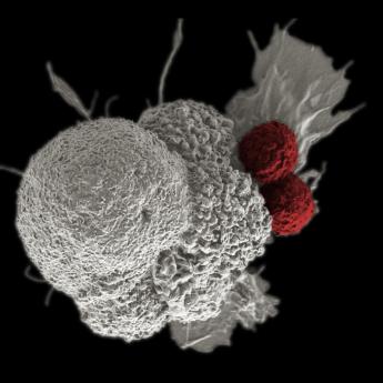 3D rendering of a large bumpy white cell with two small red cells attached to it, on a black background