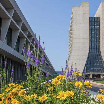 Photo of large buildings with flowers outside