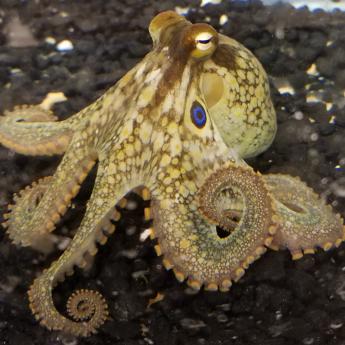 Photo of an octopus with two tentacles curled into a delicate spiral.