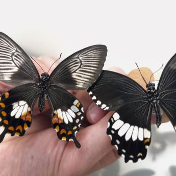 Butterfly wing comparison