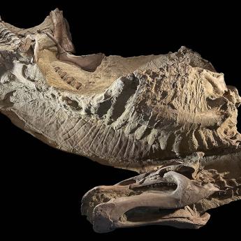 Ed Jr. with black background