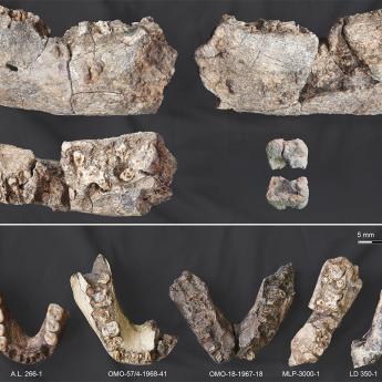 Multiple views of the newly discovered Paranthropus partial left mandible and molar crown