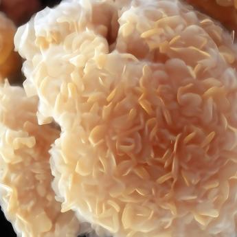 A colorized SEM image of a MXene