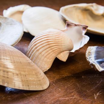 Bivalve shells on a table
