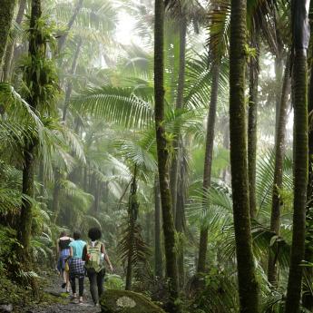 Three hikers walking through jungle