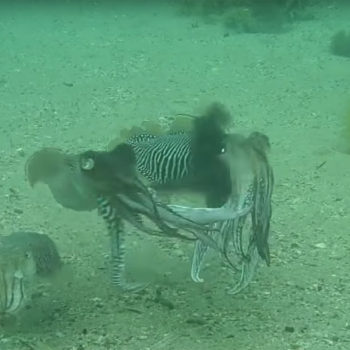 Cuttlefish fight