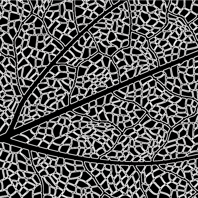 Outline of the veins in a leaf in black and white