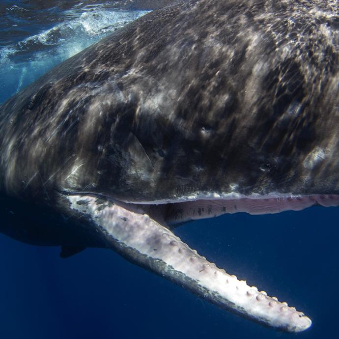 Sperm whale in Indian ocean