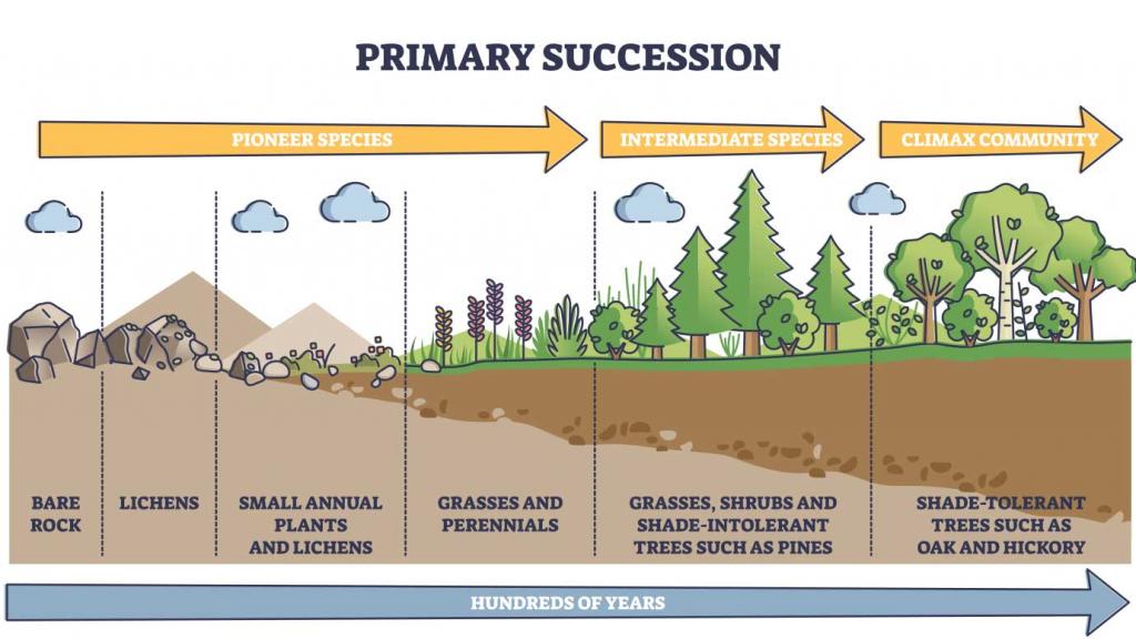 Picture of primary succession