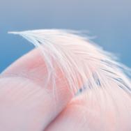 Finger holding a feather