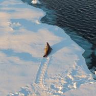 Seal traverses sheet of Antarctic sea ice