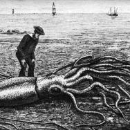 Squid illustration