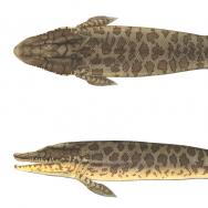 Two views, one from above and one from the side, of a mottled, large-bodied fish with four short fins and a large paddle-shaped tail