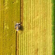 Aerial of combine harvester machine with rice farm