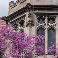 UChicago campus with spring flowers