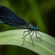 Blue insect with large wings