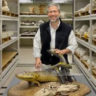 Neil Shubin stands behind a model of Tiktaalik, a 375-million-year-old "fishapod"