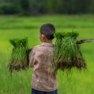 A child holds bushels of rice seedlings over his shoulder