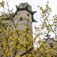 Yellow flowers bloom on a tree on the UChicago campus, with a building in a background