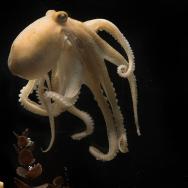 Octopus bimaculoides