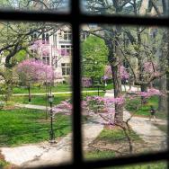 A view of pink flowers and green grass on the UChicago campus, seen through a window