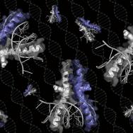 several illustrations of ribbon shaped proteins clamped onto a section of DNA