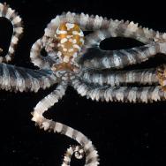 Photo of a striped octopus with arms curling around in spirals on a black background