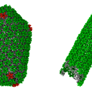 Side by side 3-D simulation of two virus capsules, one shaped like a cocoon, the other a tube open at both ends