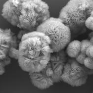 Scanning electron microscopy showing MXenes