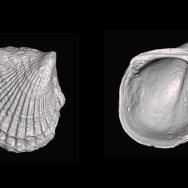 Two black and white 3D images of clams, one very scalloped, one smooth