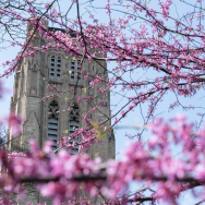 Tall gothic-style tower of Rockefeller Chapel is visible behind tree branches with purple spring flowers