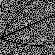 Outline of the veins in a leaf in black and white
