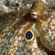 California two-spot octopus 