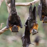 Bats hanging upside down