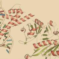 Hypoxia-inducible factor 1 (HIF-1)