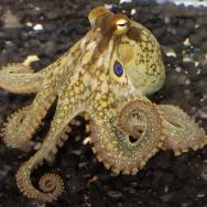 Photo of an octopus with two tentacles curled into a delicate spiral.